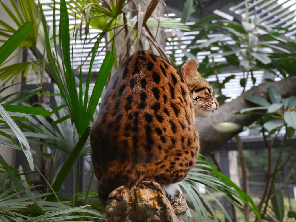 Leopard Cat Perchedin Greenhouse Wallpaper