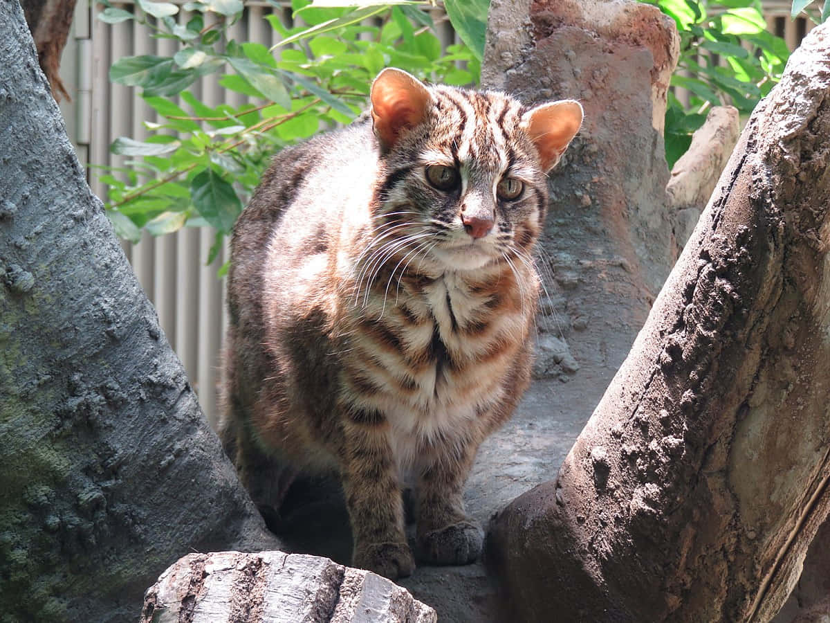 Kucing Leopard Berdiri Di Cabang Pohon Wallpaper