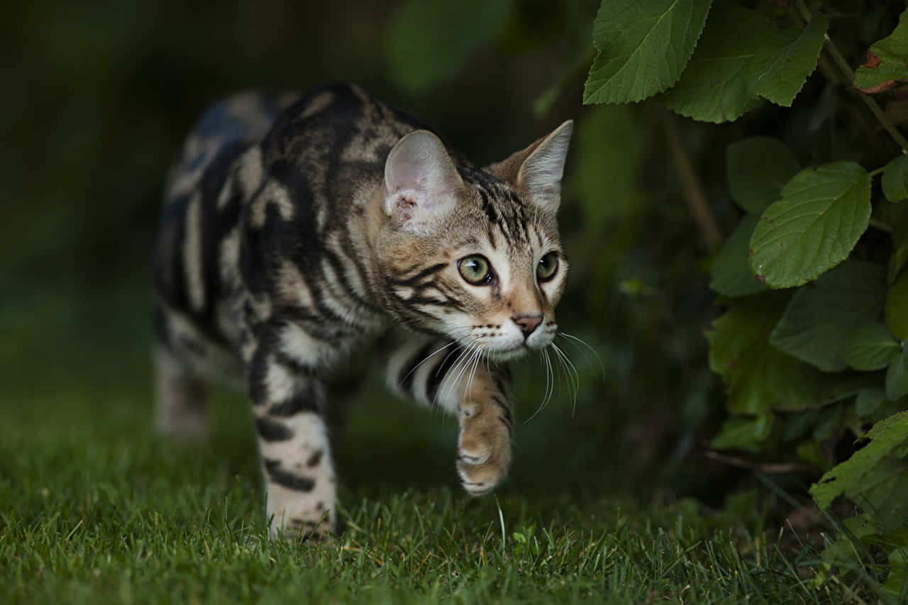 Kucing Leopard Mengintai Di Taman Wallpaper