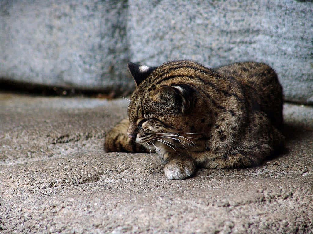 Leopard Katt Hviler På Betong Bakgrunnsbildet