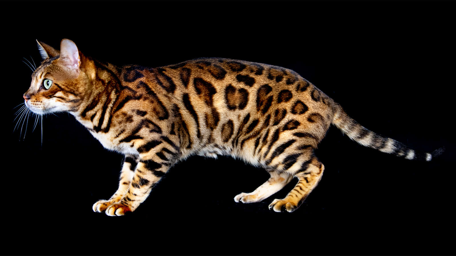 Leopard Cat Side Profile Wallpaper