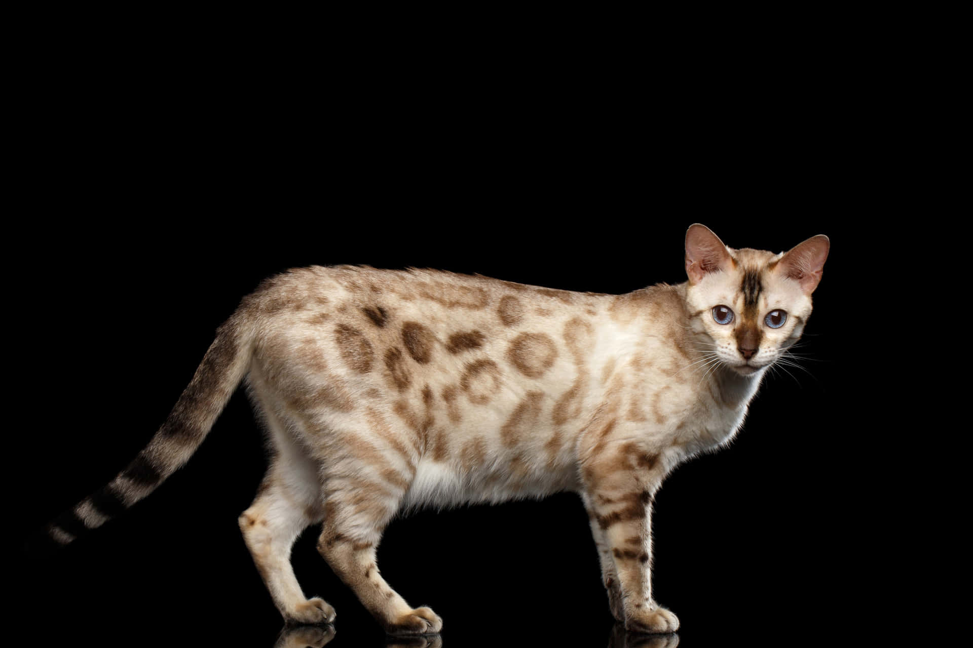 Leopard Cat Standing Black Background Wallpaper