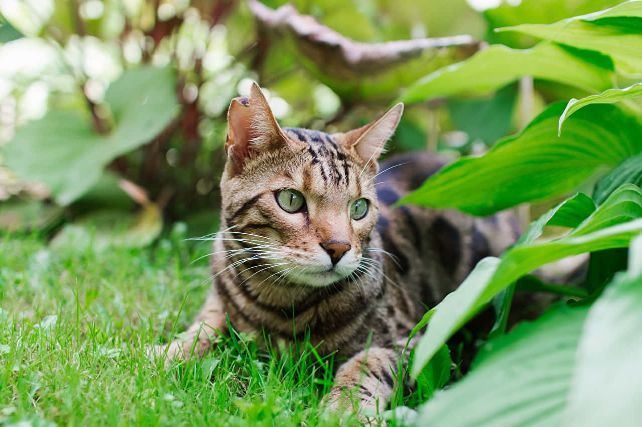 Luipaardkat In Groene Planten Achtergrond