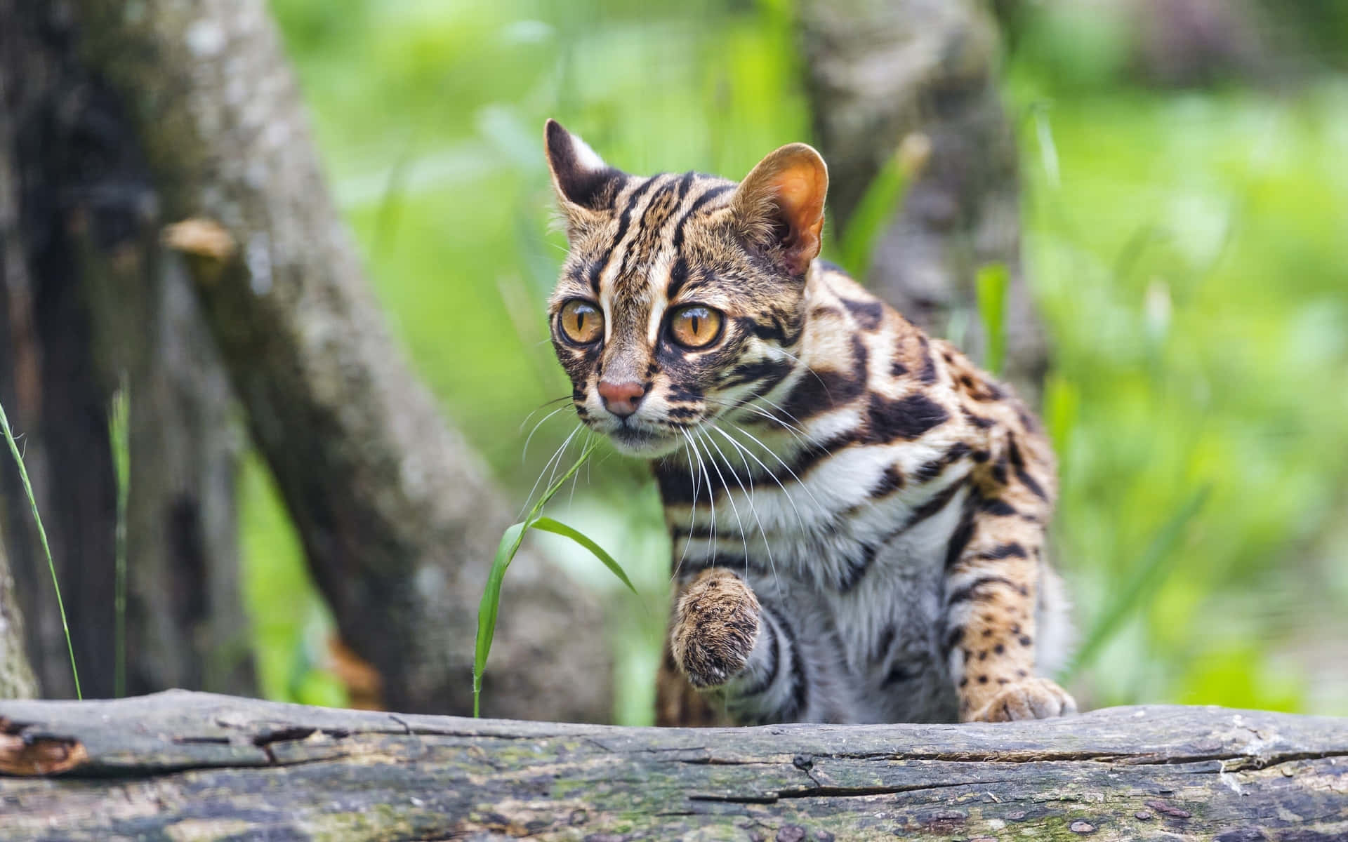 Luipaard Kat In Natuurlijke Habitat Achtergrond