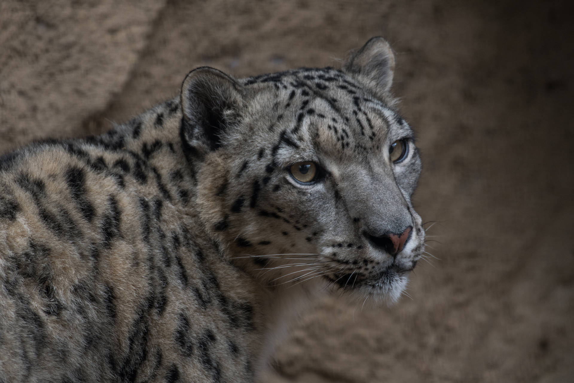 Leopardode Cerca: Un Animal Impresionante. Fondo de pantalla