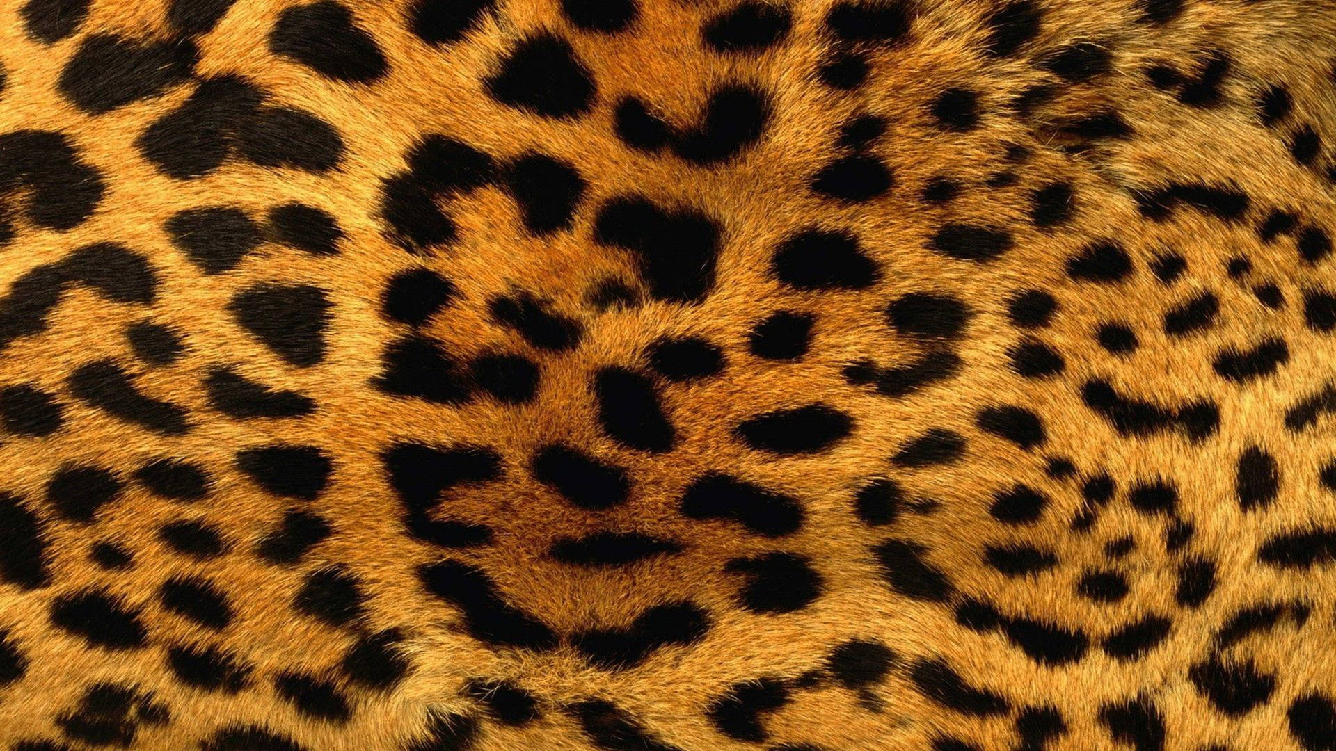 Leopard Cool Mønster Wallpaper