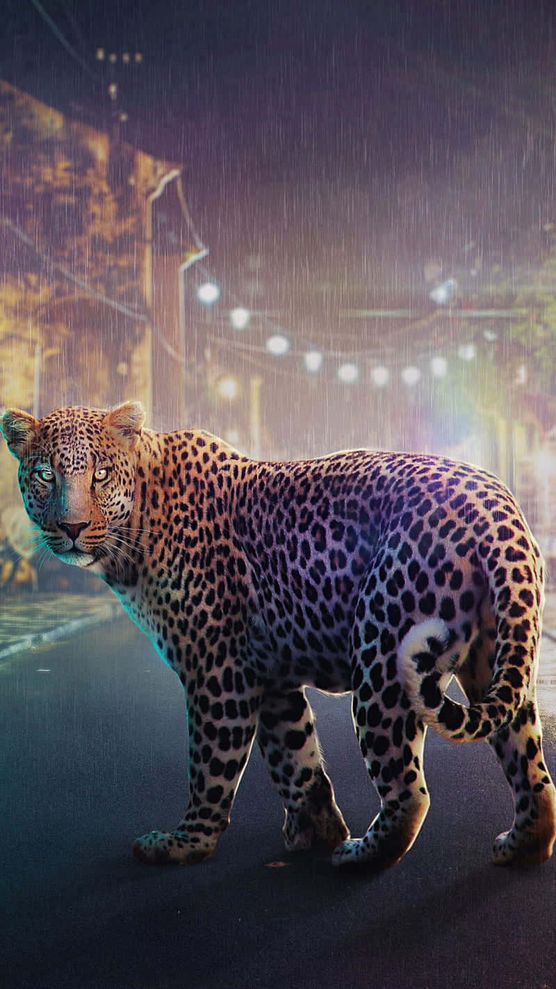Leopard sød dyr krydse by folket Stil tapet Wallpaper