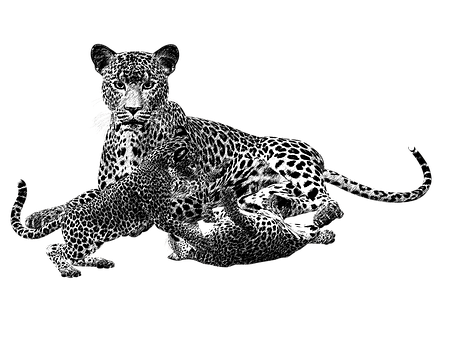 Leopard Duo Black Background PNG