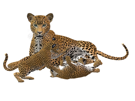 Leopard Family Playtime PNG