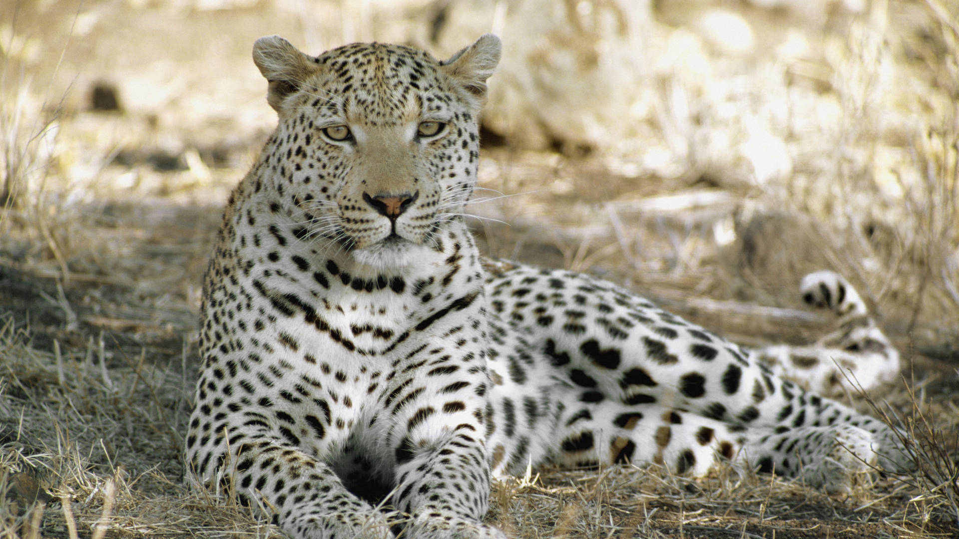 Leopardoda África Em 4k. Papel de Parede
