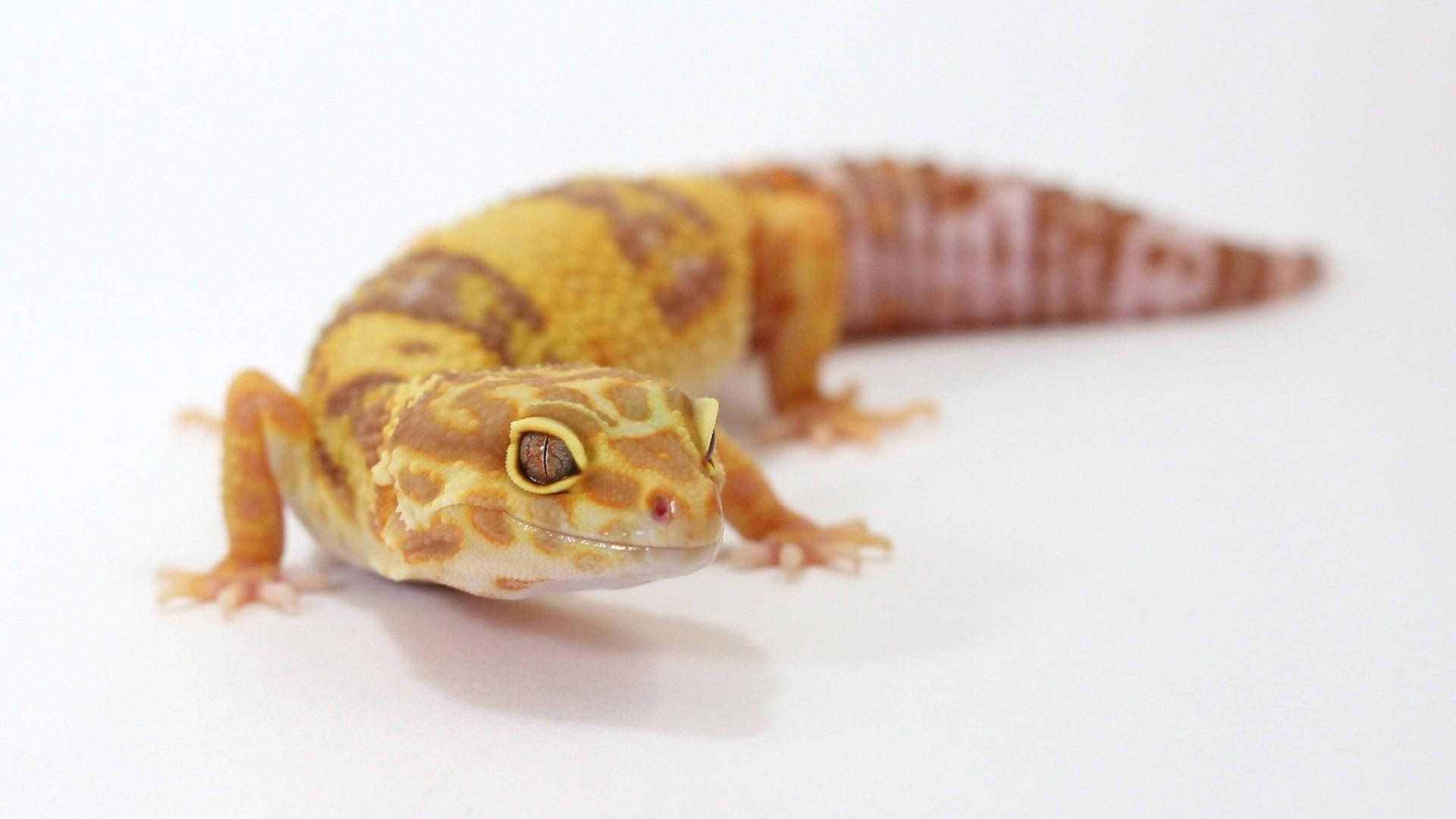 A close-up of a leopard gecko found in the wild Wallpaper