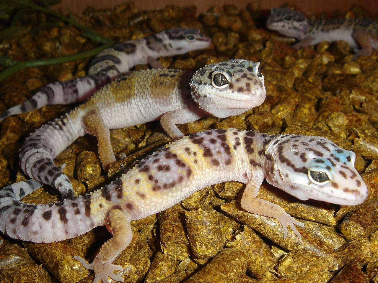Gruppodi Baby Leopard Gecko Sfondo