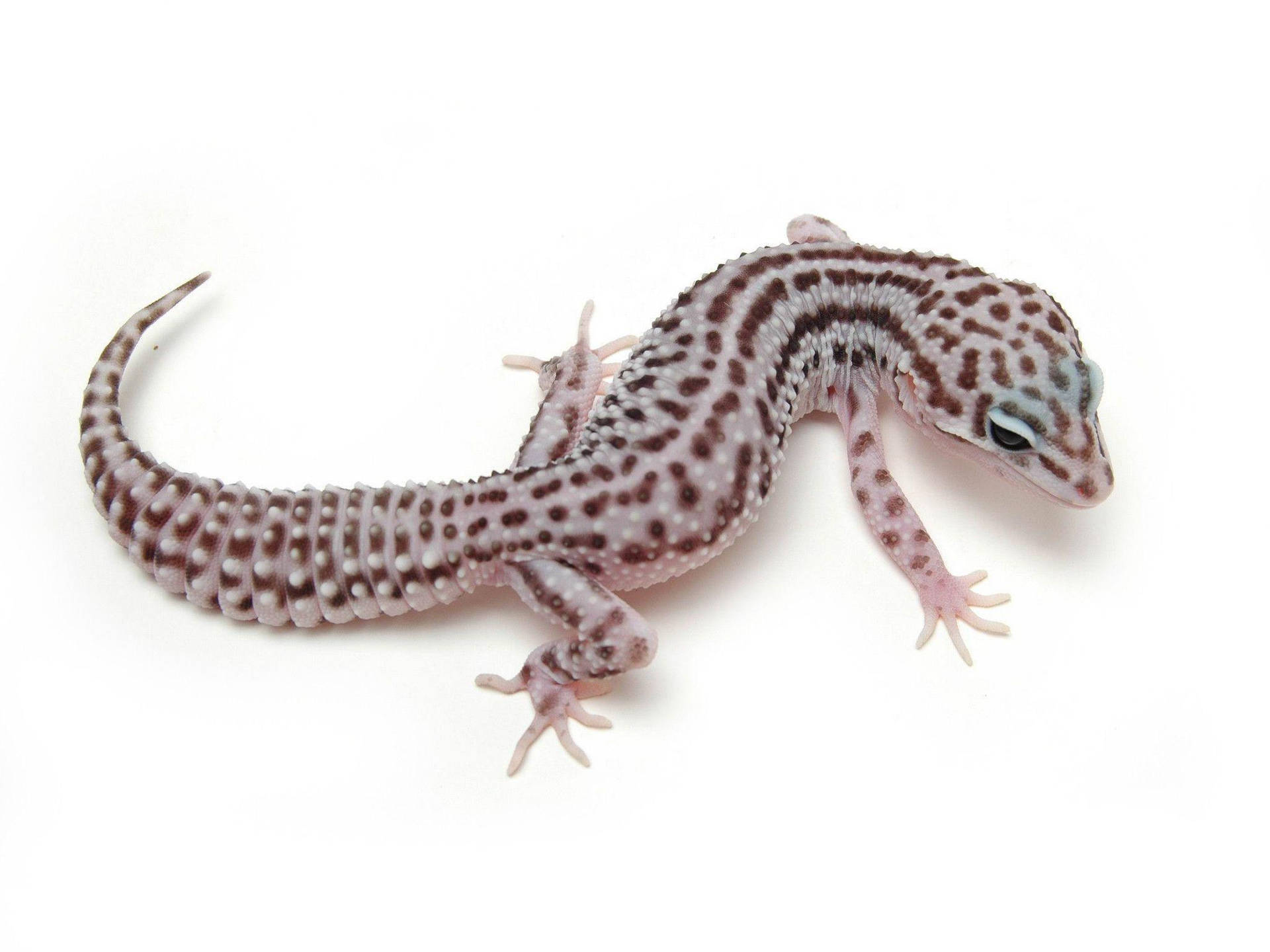 Posizionedel Corpo Del Gecko Leopardo Sfondo