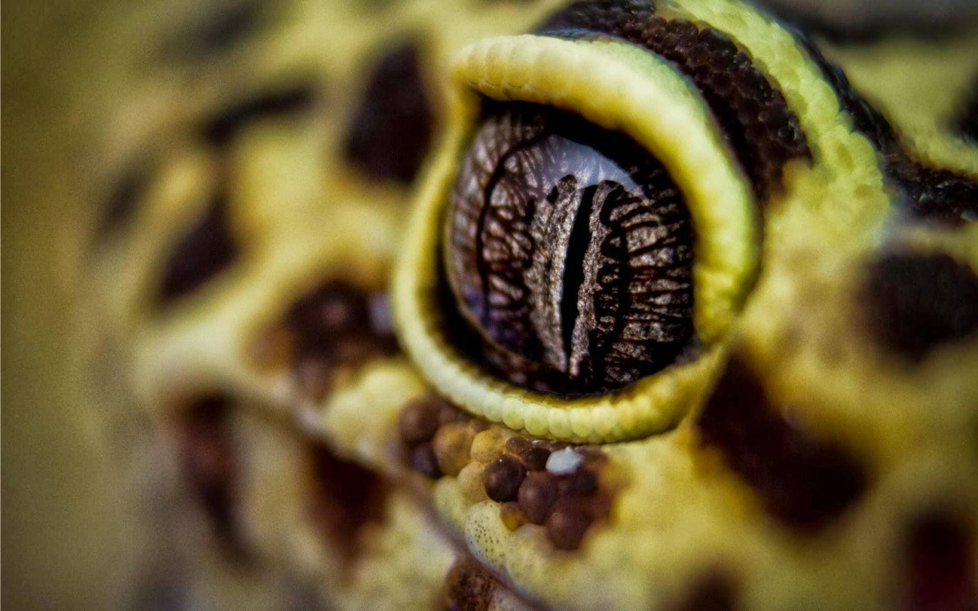 Vistade Cerca Del Ojo De Un Gecko Leopardo Fondo de pantalla