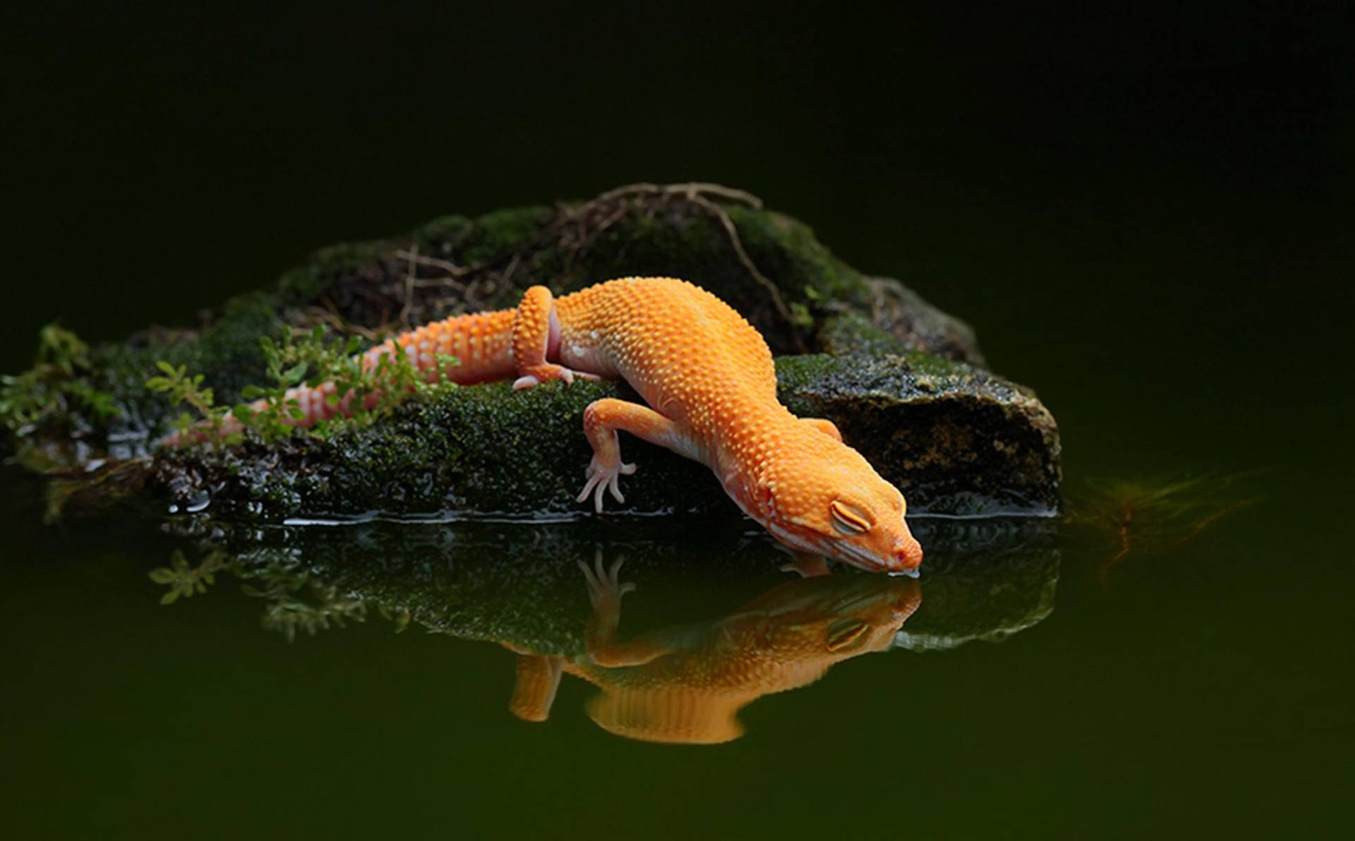 Geckoleopardo Arancione Che Beve Acqua Sfondo
