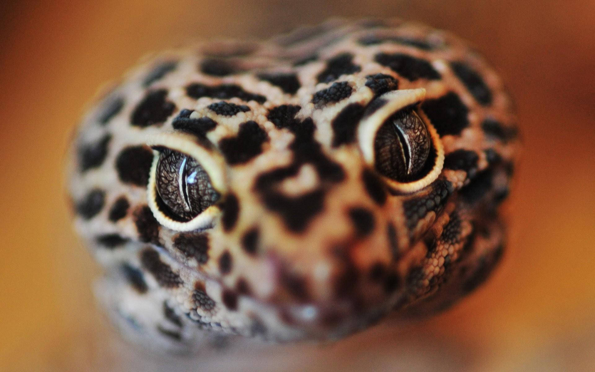 Leopardgecko Enfocando Su Rostro Fondo de pantalla