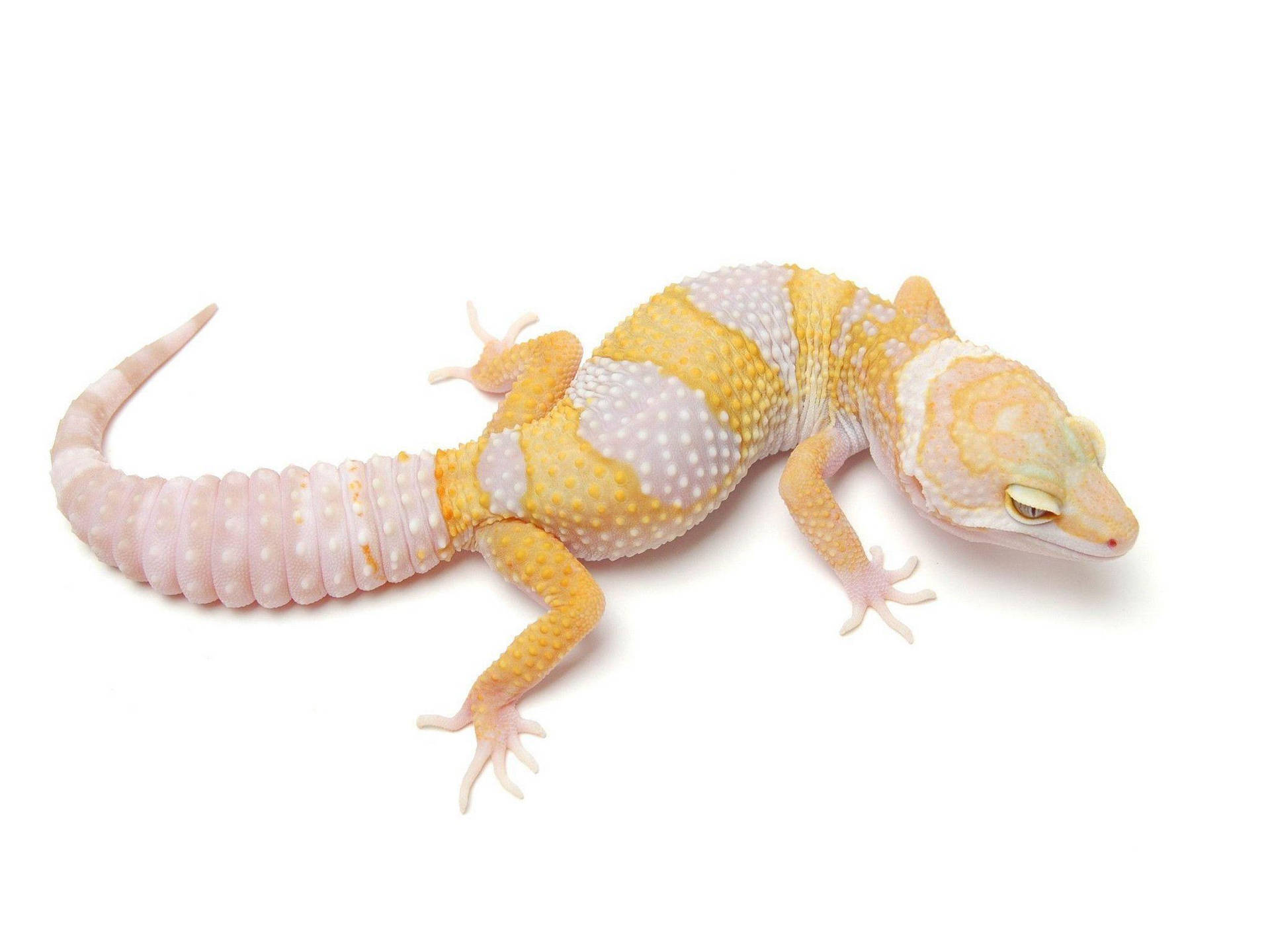 White Yellow Leopard Gecko Wallpaper
