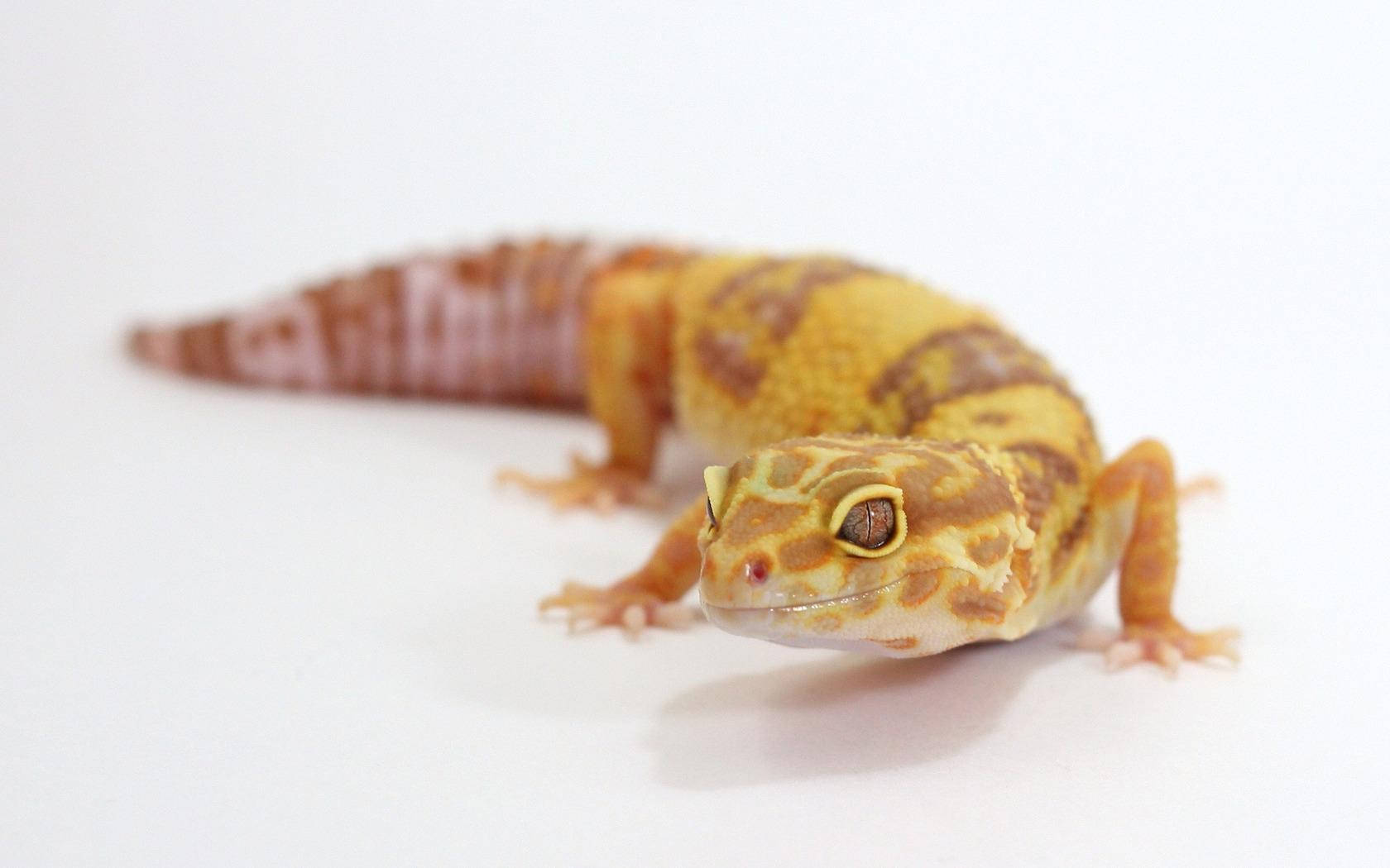 An Orange Leopard Gecko Poses For A Picture Wallpaper