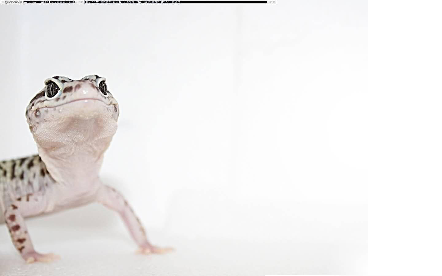 Einleopardgecko, Der Sich In Der Hitze Entspannt Wallpaper