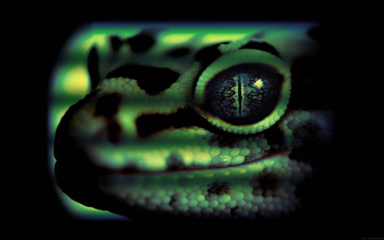 Vistade Cerca Del Ojo De Un Leopardo Gecko Fondo de pantalla