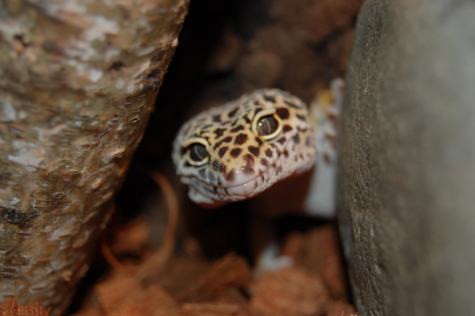 Geckoleopardo Asoma La Cabeza Fuera Fondo de pantalla