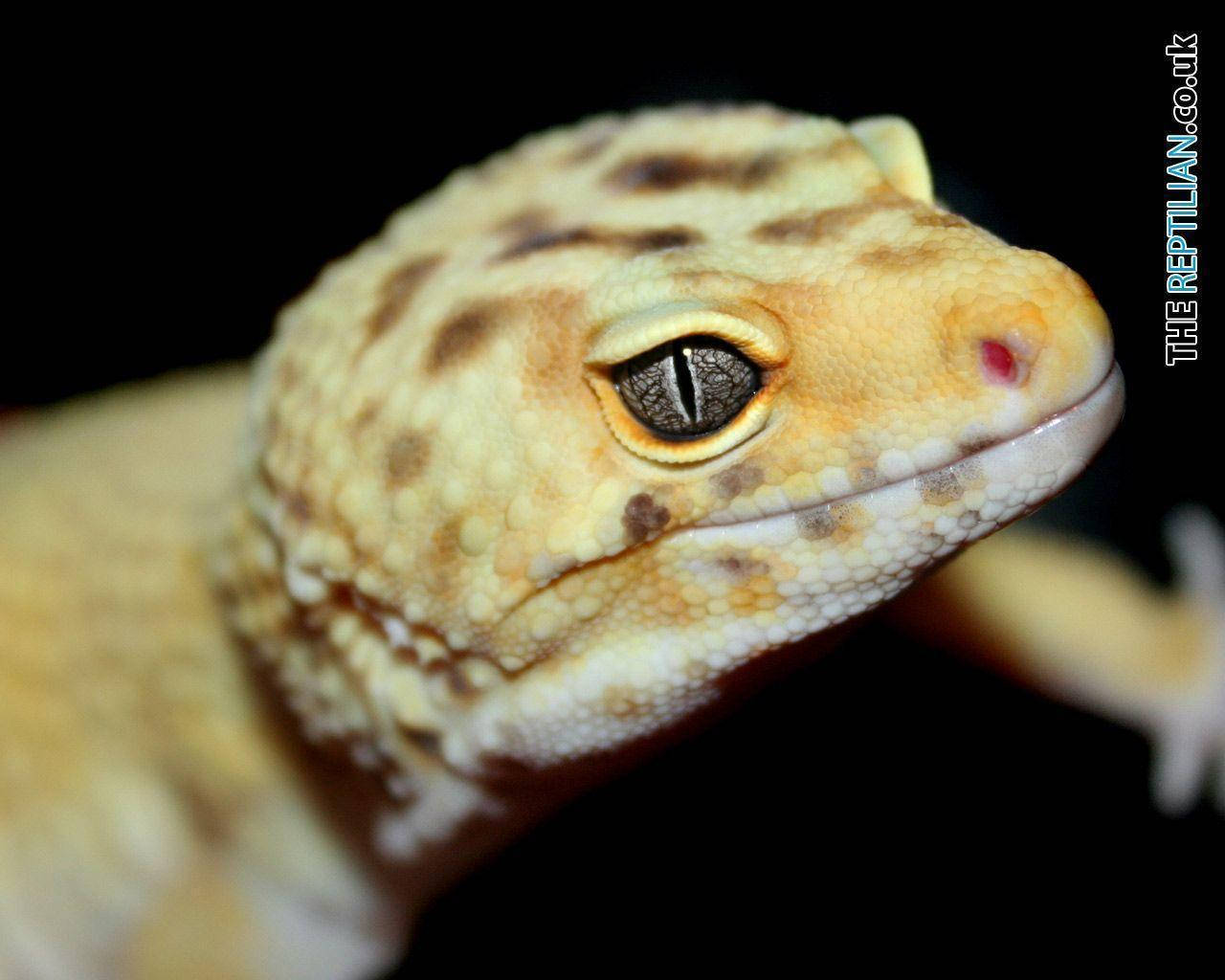 Leopard Gecko Side Face View Wallpaper