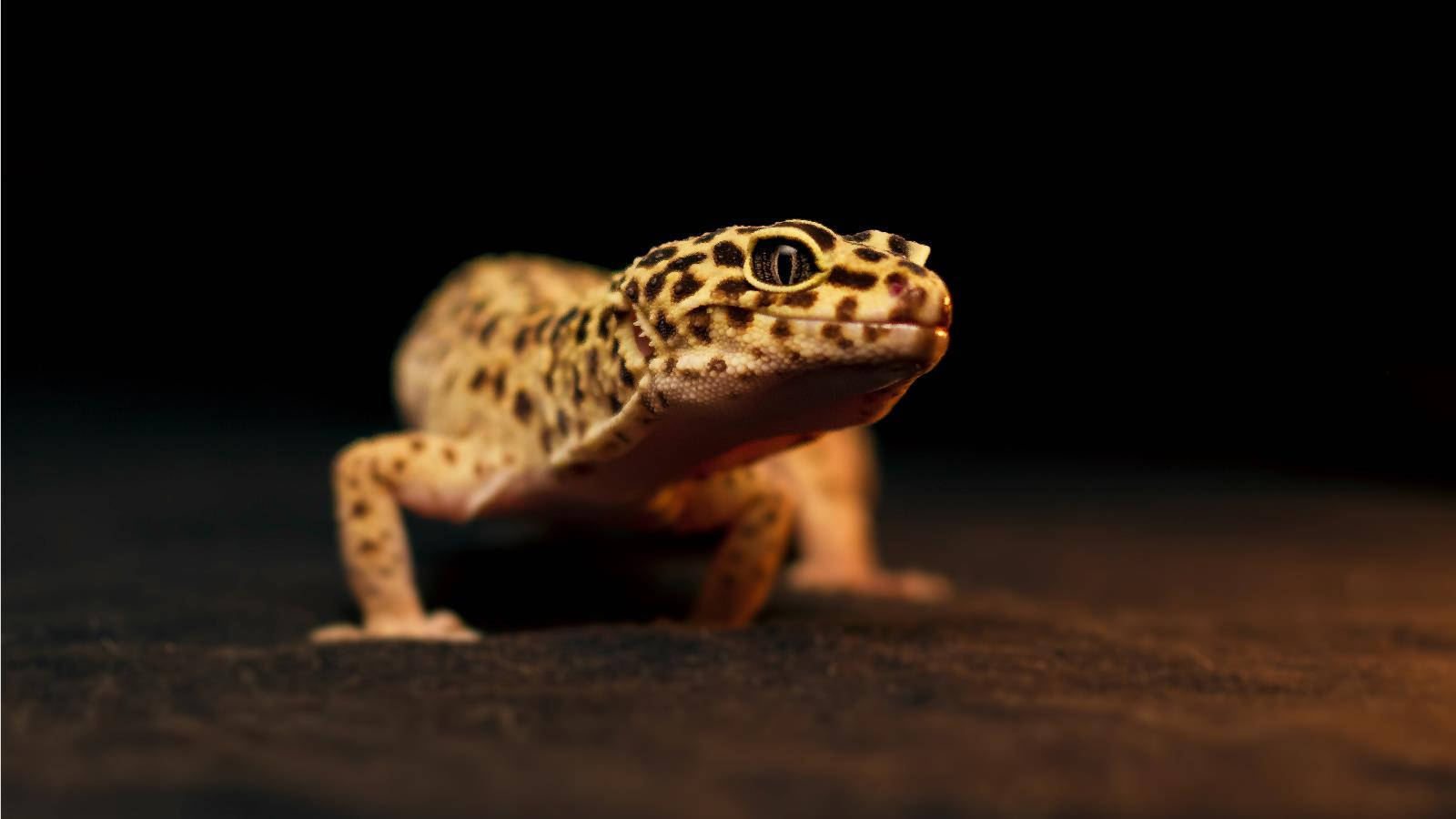 Smuk leopard gecko, der er kradset på sin klippe. Wallpaper