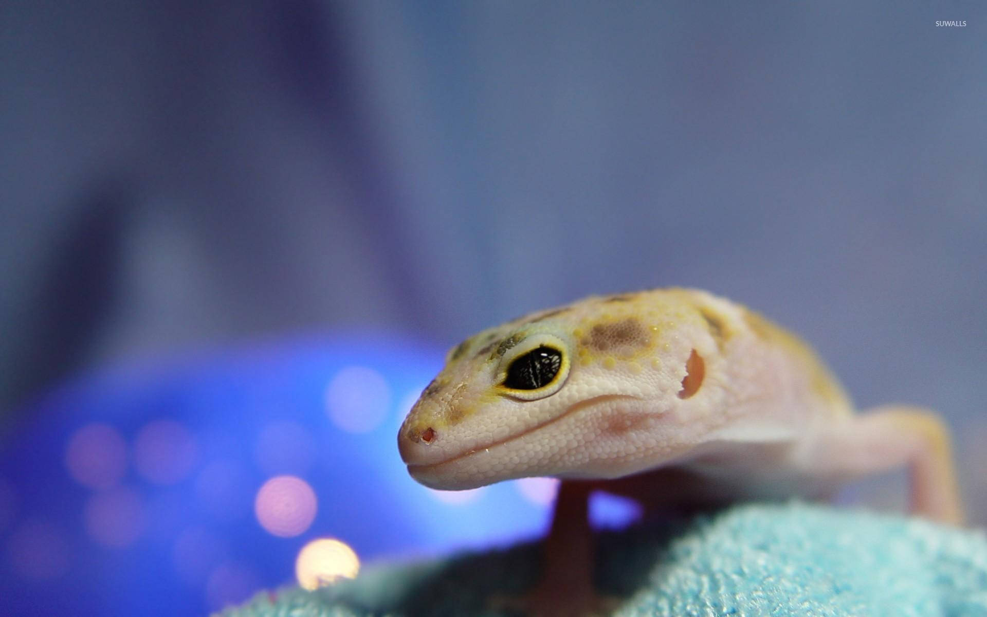 En gecko sidder på et blåt håndklæde Wallpaper