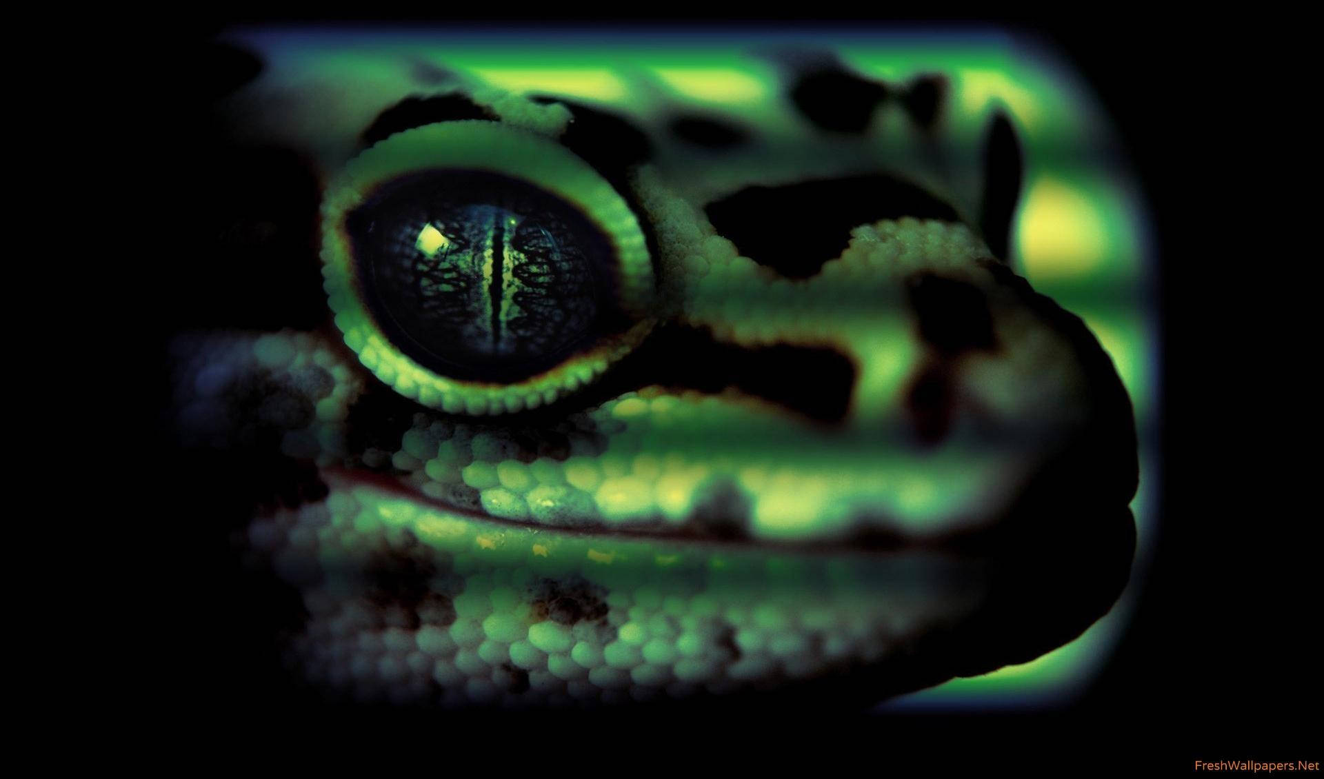 A Green Gecko With A Glowing Eye Wallpaper
