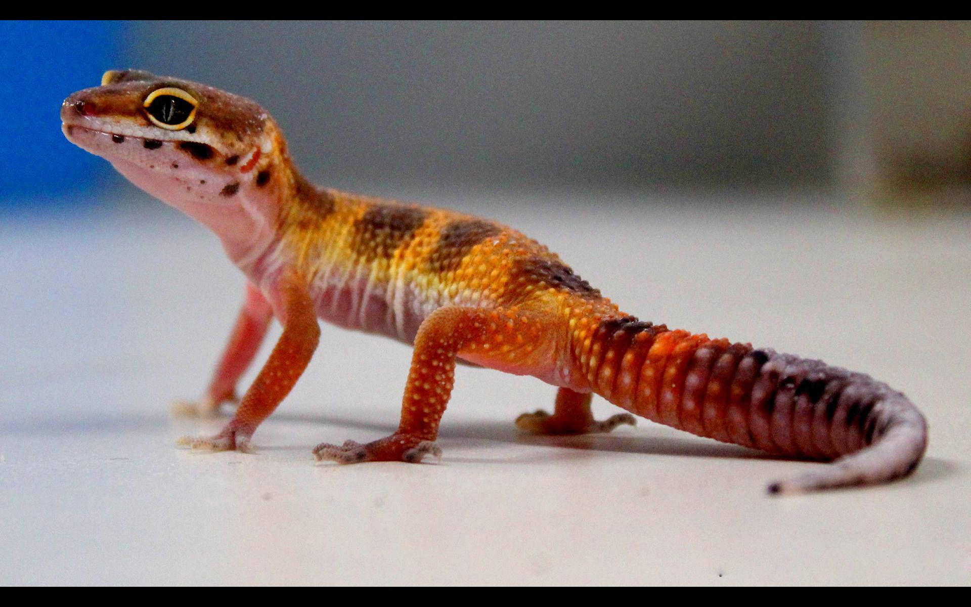 Umclose-up De Um Leopardo Gecko Empoleirado Em Uma Rocha, Olhando Com Curiosidade. Papel de Parede