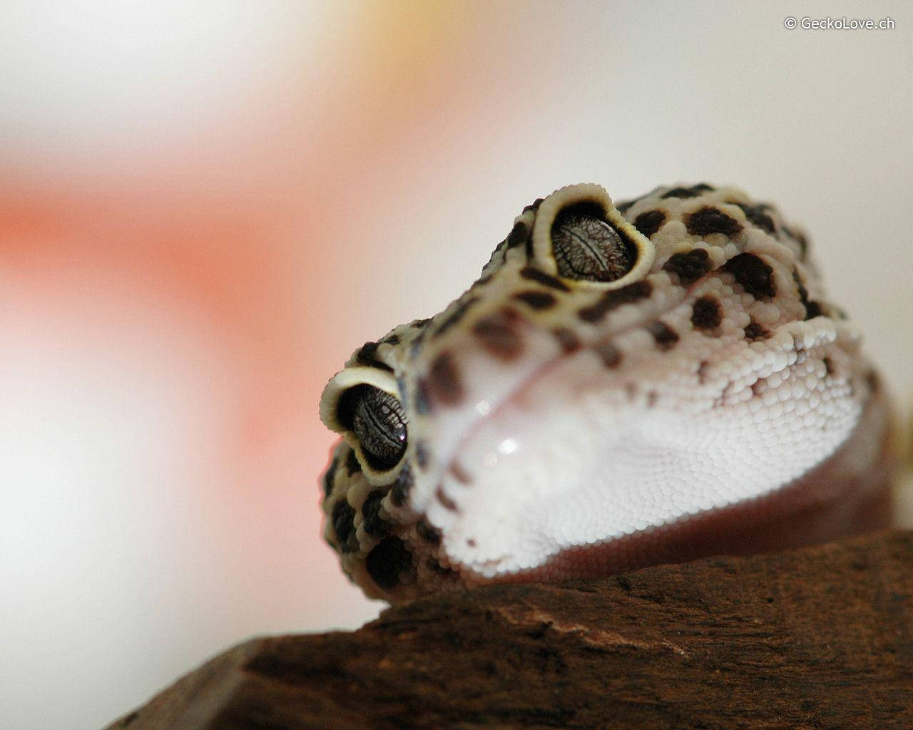 Leopardgecko Sguardo Curioso Sfondo