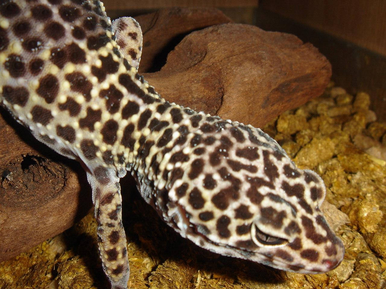 Typical Brown Leopard Gecko Wallpaper