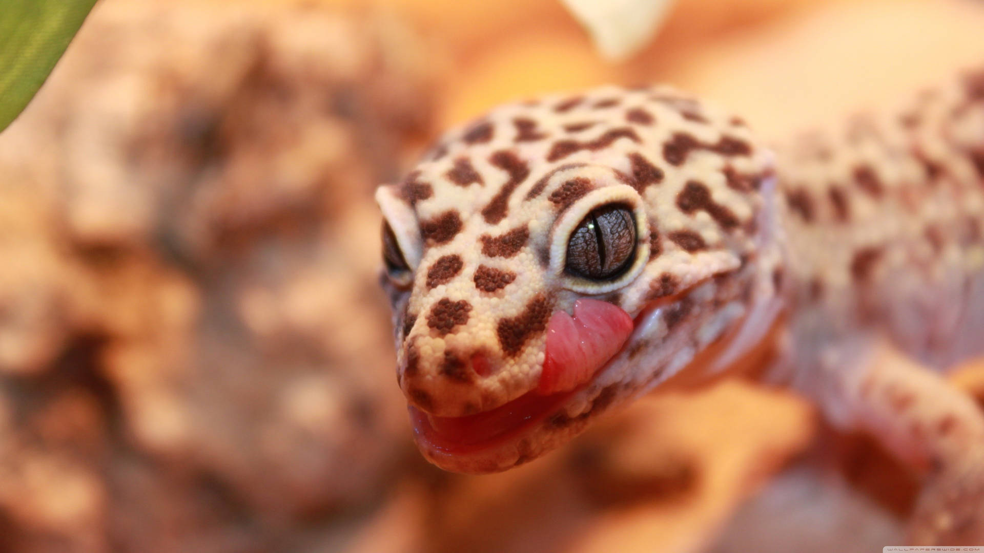 Leopardgecko Che Lecca Il Viso. Sfondo
