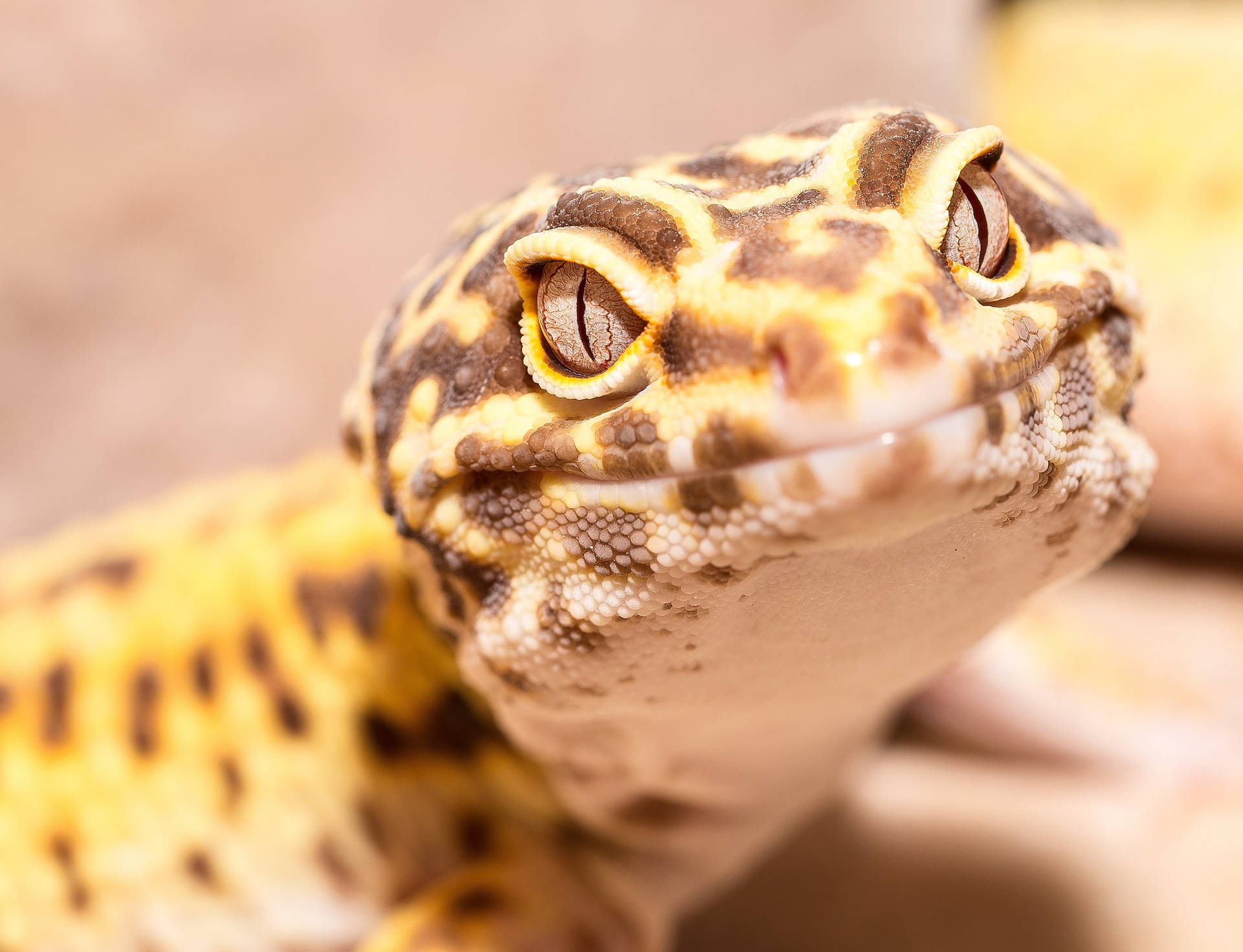 Sonrisade Gecko Leopardo Color Marrón Amarillo. Fondo de pantalla