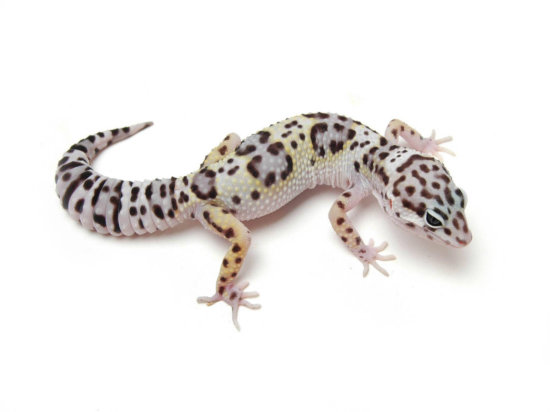 A Leopard Gecko Crawling on a Desert Rock Wallpaper