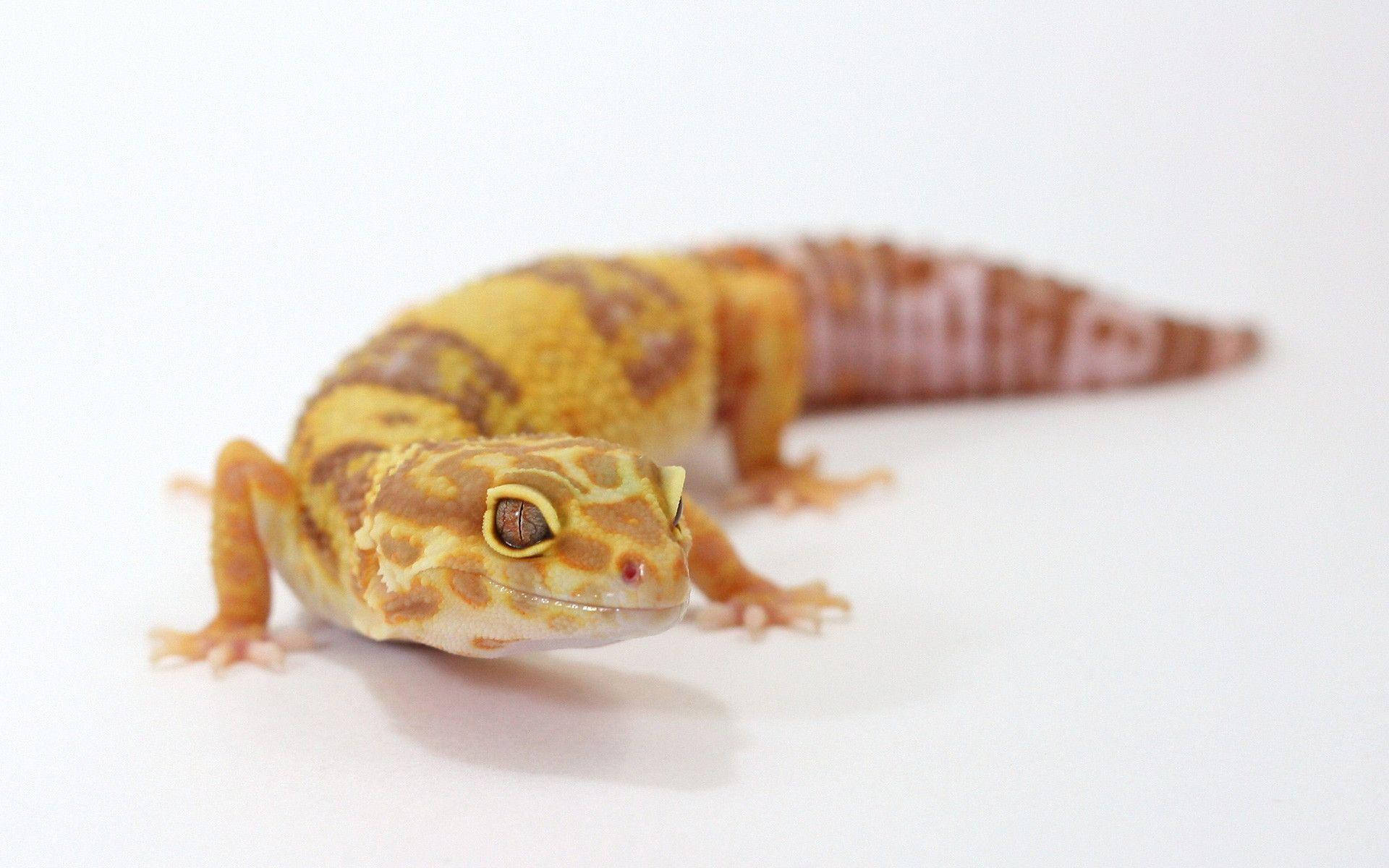 Primerplano De Un Hermoso Gecko Leopardo. Fondo de pantalla