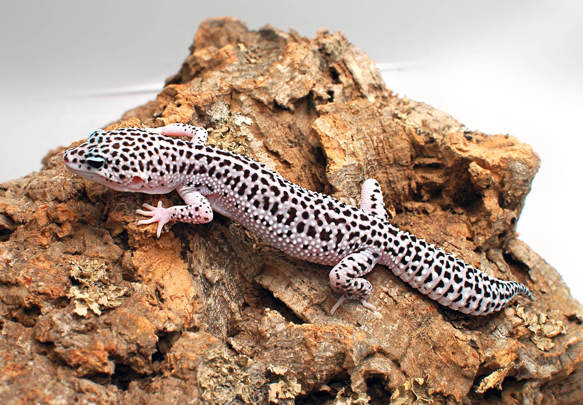 Black-dotted Leopard Gecko On Rock Wallpaper