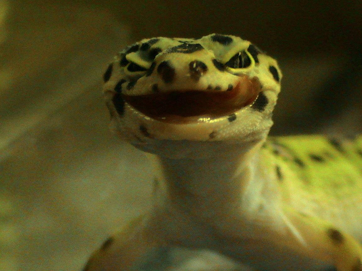Leopardodel Gecko Con La Faccia Sorridente. Sfondo