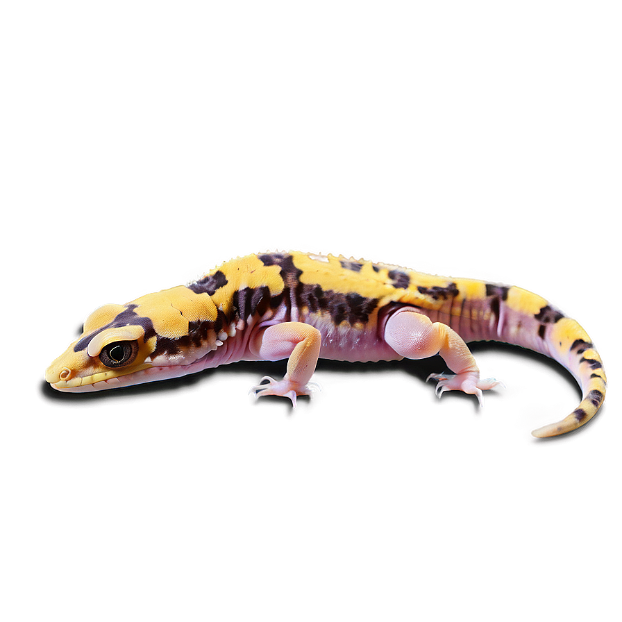 Leopard Gecko Feeding Png 39 PNG