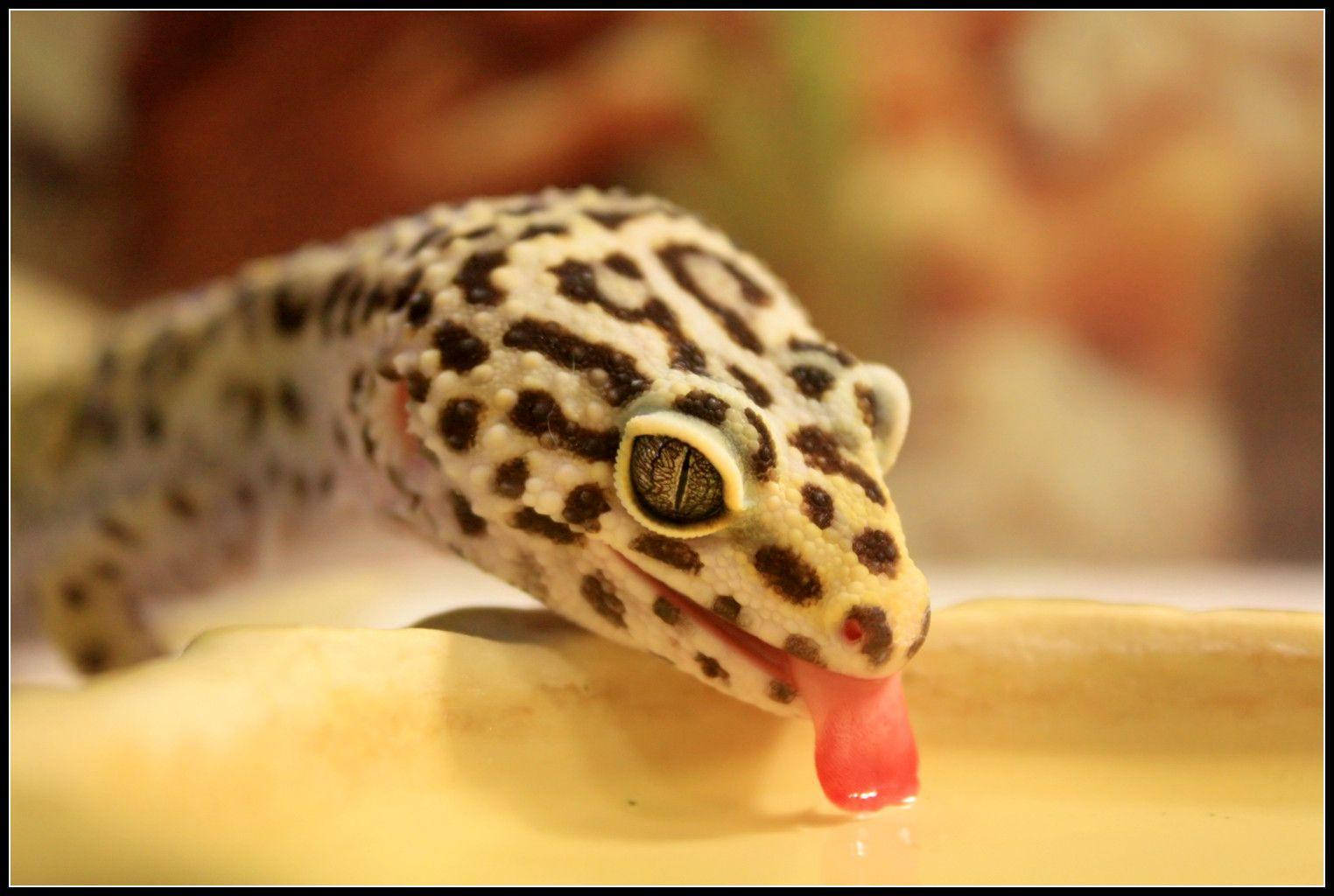 Einfreundlicher Leopardgecko, Der Auf Einem Felsen Faulenzt. Wallpaper