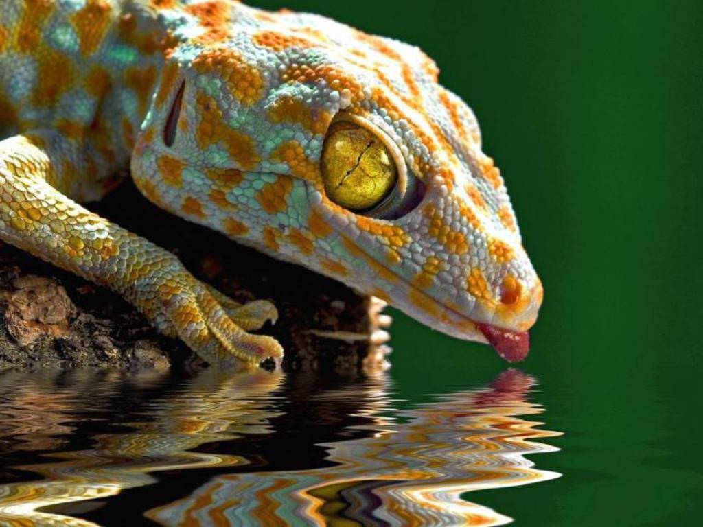 Leopardosalvaje Geckos Bebiendo Agua Fondo de pantalla