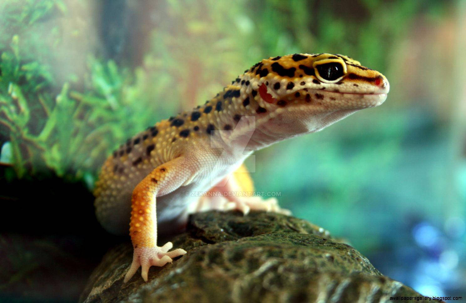 Baby Leopard Gecko On Aquarium Wallpaper