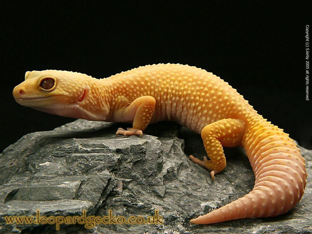Geckoleopardo Amarillo Sobre Piedra. Fondo de pantalla