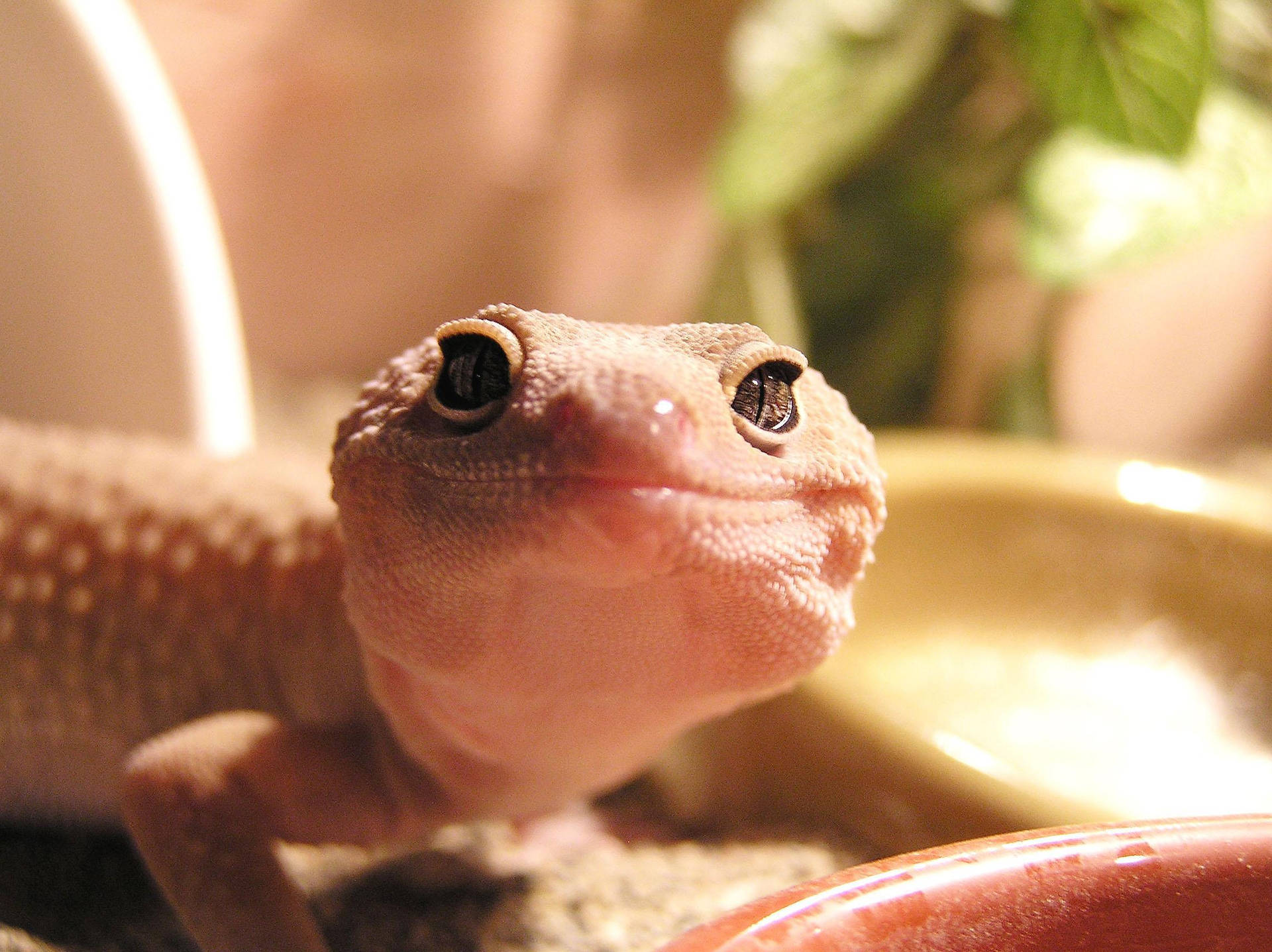 A Lizard In A Bowl Wallpaper