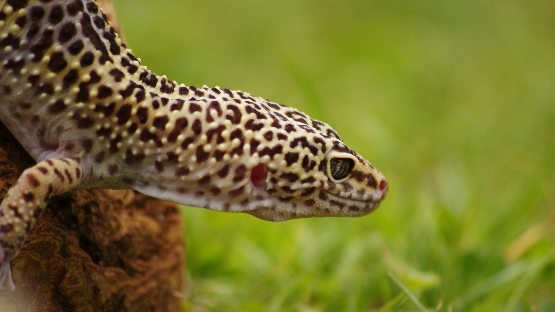 Närbildpå En Vacker Leopardgecko. Wallpaper