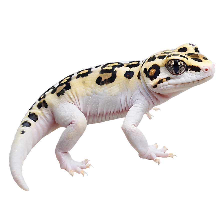 Leopard Gecko In Grass Png 06202024 PNG