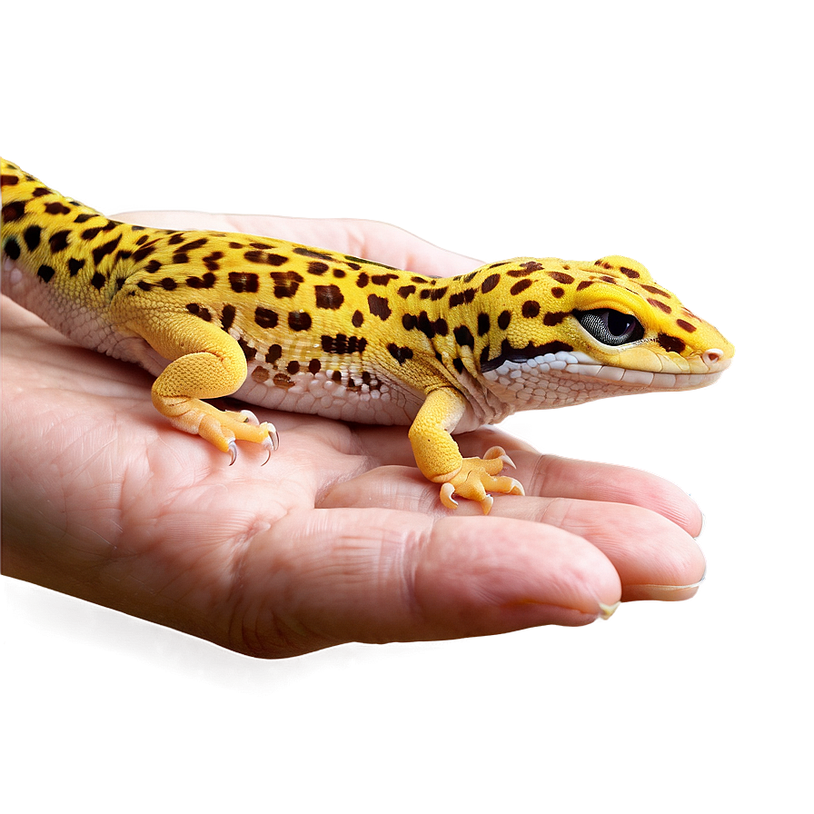 Leopard Gecko In Hand Png 63 PNG