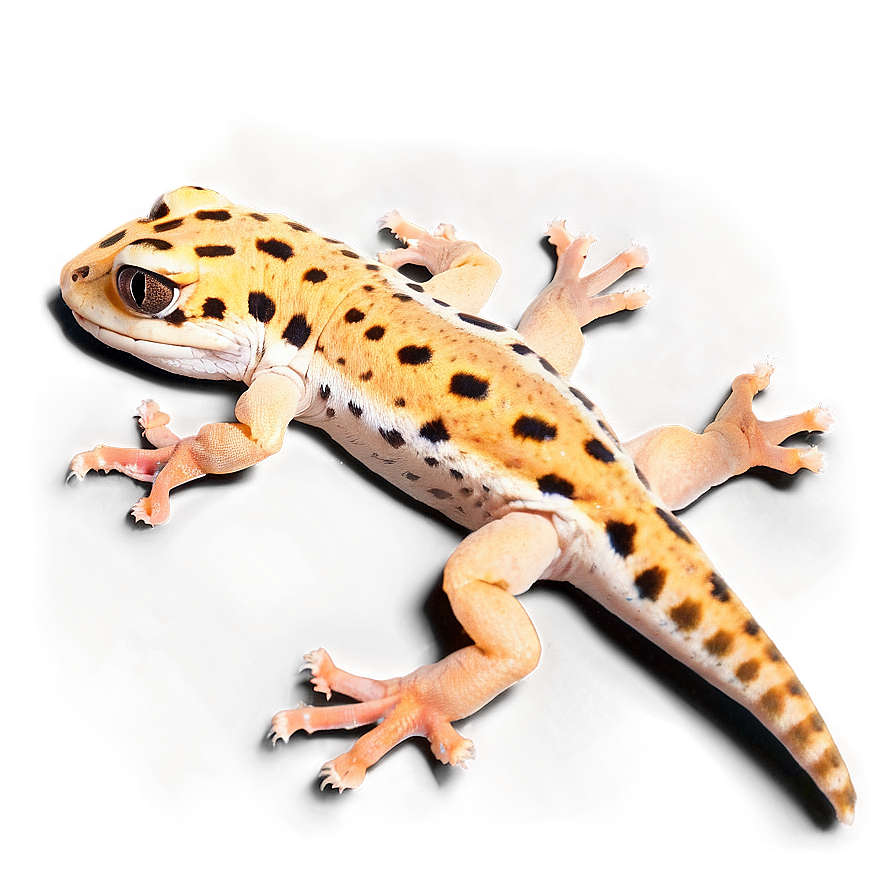 Leopard Gecko In Sand Png Mbg PNG