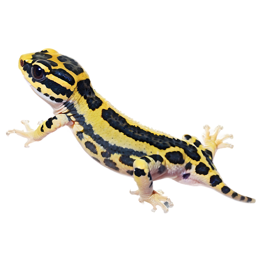 Leopard Gecko In The Dark Png Cil PNG