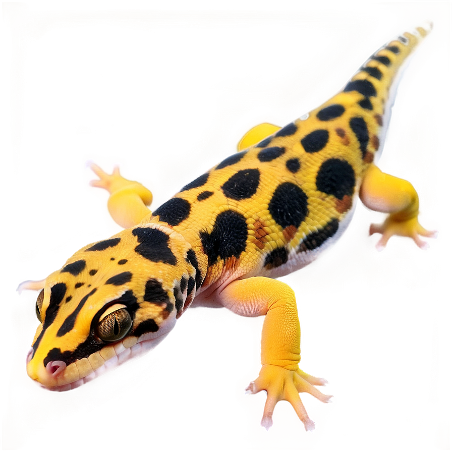 Leopard Gecko In The Dark Png Pna1 PNG